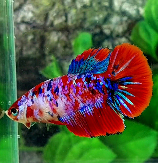 Multicolor Red Galaxy Halfmoon Female For Sorority Tank/Breed