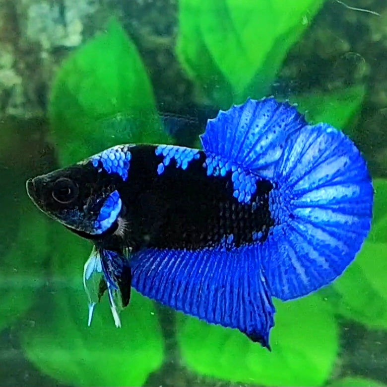 Shortbody ( BONSAI ) Blue Black Light HMPK Male