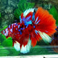 Multicolor Red Galaxy Halfmoon Male