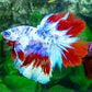 Multicolor Skyblue Candy Halfmoon Male