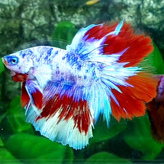 Multicolor Skyblue Candy Halfmoon Male