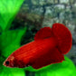 Super Red HMPK Female For Sorority Tank/Breed