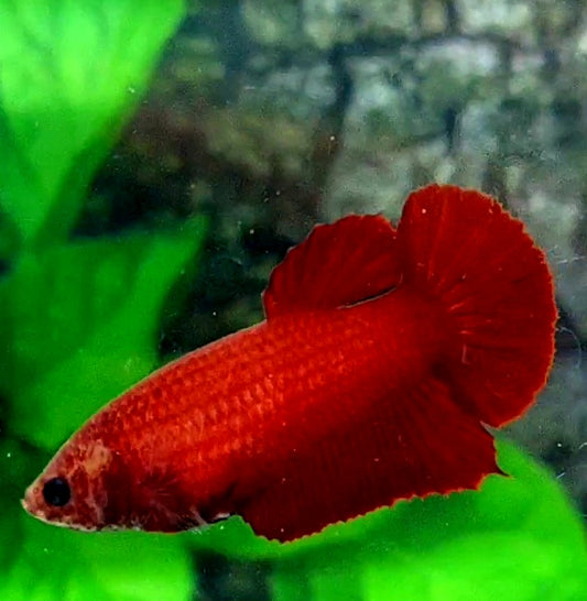 Super Red HMPK Female For Sorority Tank/Breed