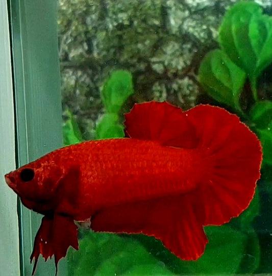 Super Red HMPK Male