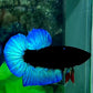 Turquoise Black Light HMPK Male