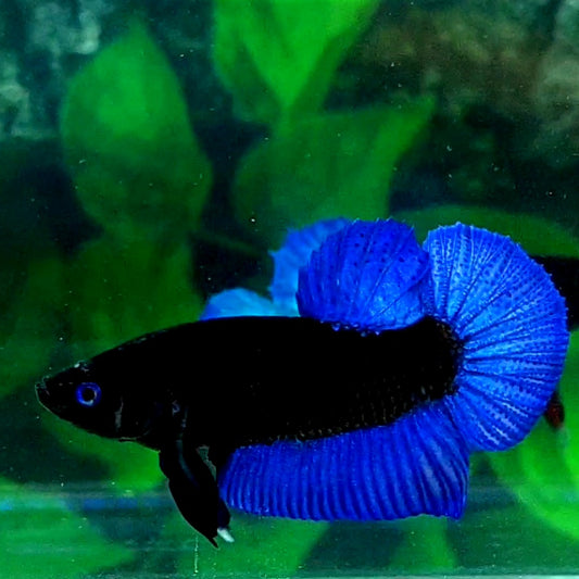 Blue Eyes Blue Black Light HMPK Male