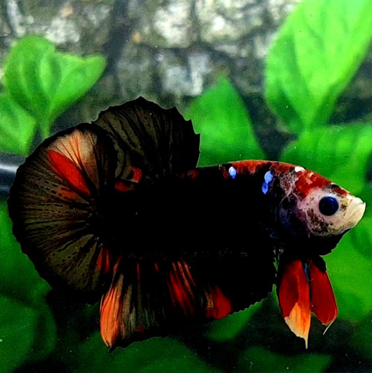 Monkey Face Black Nemo HMPK Male