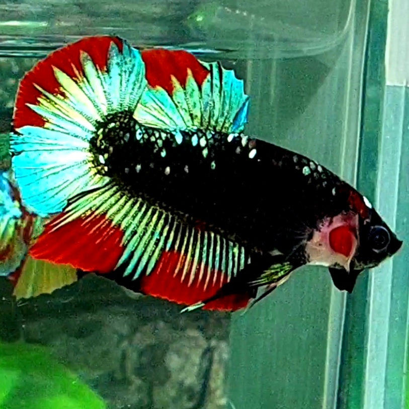 Multicolor Black Galaxy HMPK Male