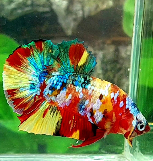 Multicolor Galaxy HMPK Male