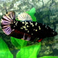 Blackstar Copper Purple Galaxy HMPK Female For Sorority Tank/Breed