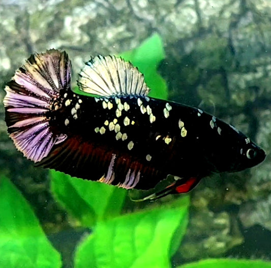 Blackstar Copper Purple Galaxy HMPK Female For Sorority Tank/Breed