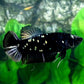 Blackstar Copper Purple Galaxy HMPK Female For Sorority Tank/Breed