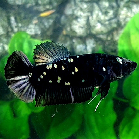 Blackstar Copper Purple Galaxy HMPK Female For Sorority Tank/Breed