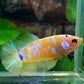 Yellow Pink Galaxy HMPK Female For Sorority Tank/Breed