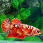 Red Koi Copper Gold Galaxy HMPK Female For Sorority Tank/Breed