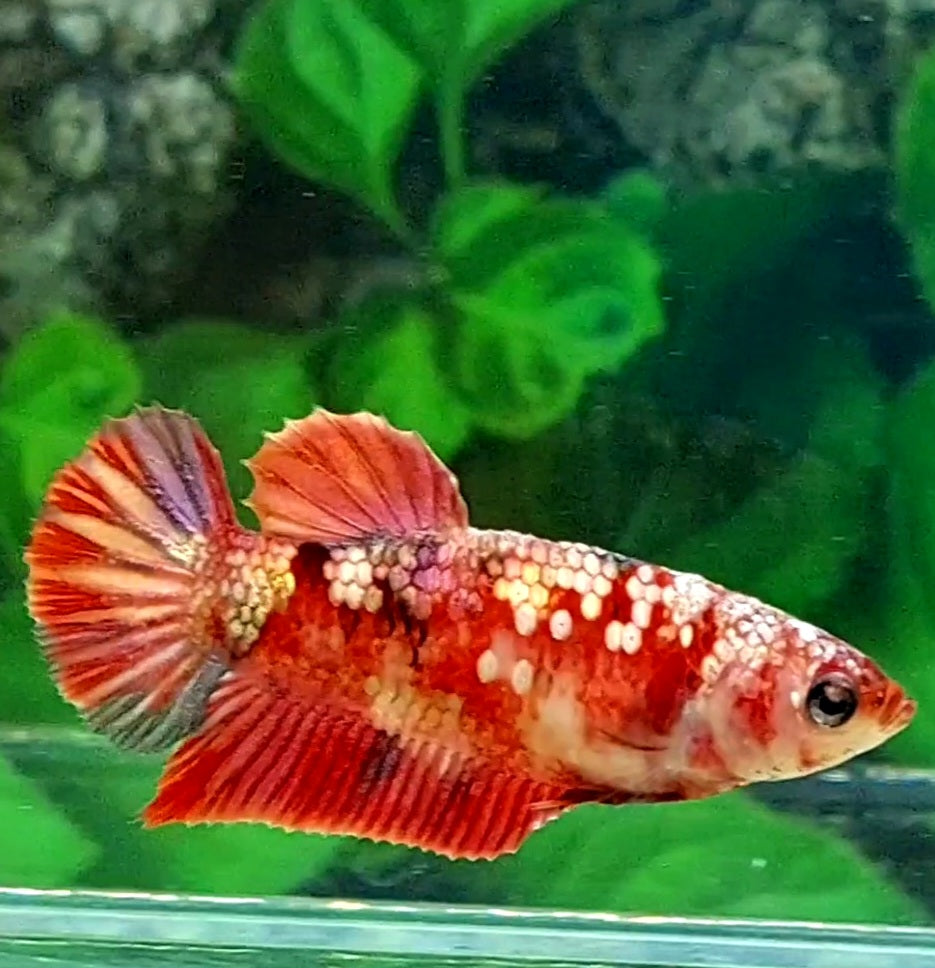 Red Koi Copper Gold Galaxy HMPK Female For Sorority Tank/Breed