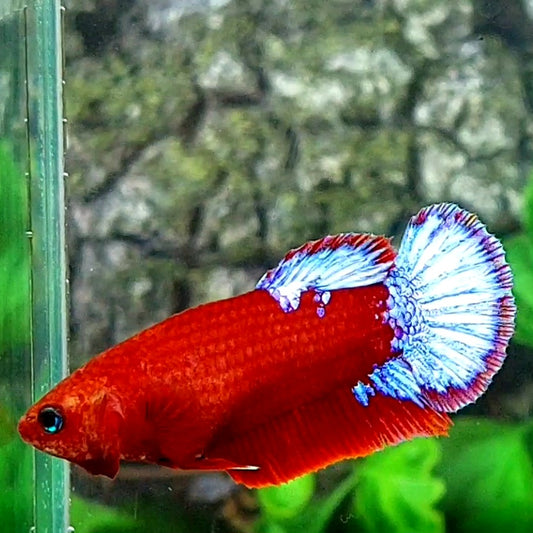 Hellboy HMPK Female For Sorority Tank/Breed