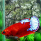 Hellboy HMPK Female For Sorority Tank/Breed