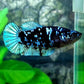 Blackstar Avatar Gordon  HMPK Female For Sorority Tank/Breed