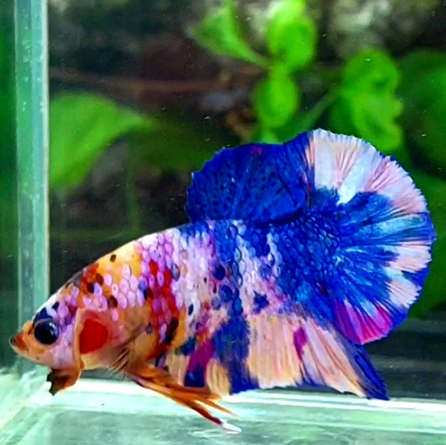 Multicolor Candy Purple Pink Galaxy HMPK Male