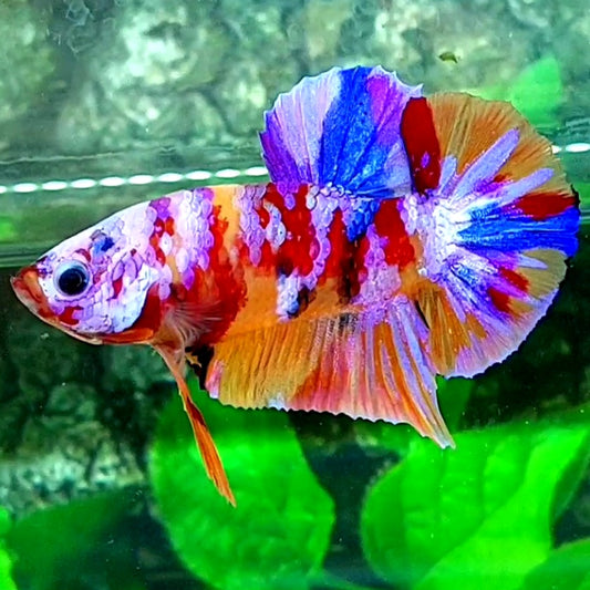 Multicolor Candy Purple Pink Galaxy HMPK Male