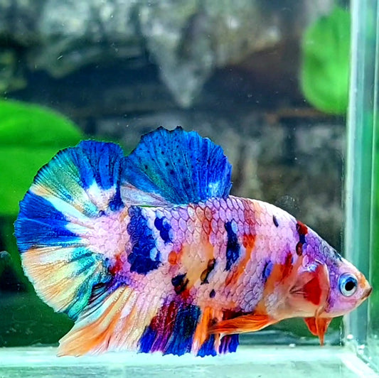 Multicolor Candy Purple Pink Galaxy HMPK Male