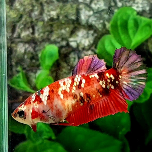 Red Koi Copper Purple Gold Galaxy HMPK Female For Sorority Tank/Breed