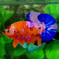 Multicolor Orange Purple Pink Galaxy HMPK Male