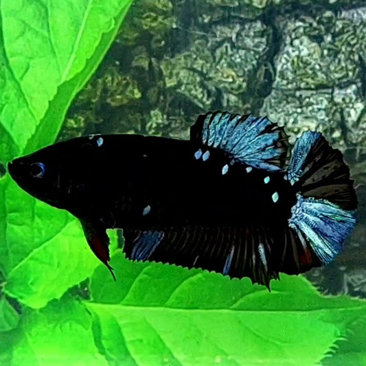 Black Star Grey Galaxy HMPK Female For Sorority Tank/Breed