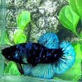 Avatar Gordon HMPK Male
