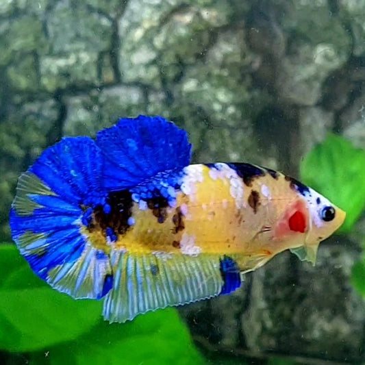 Blue Tiger Yellow Galaxy HMPK Male