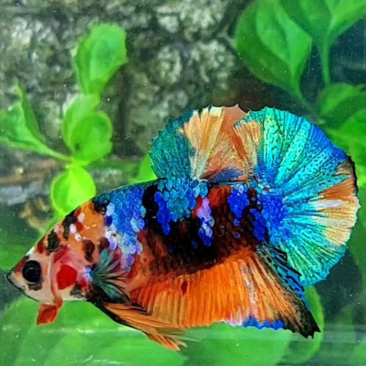 Multicolor Galaxy HMPK Male