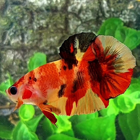 Classic Nemo Koi Tiger HMPK Male