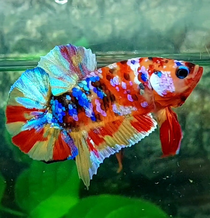 Multicolor Galaxy HMPK Male