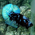 Avatar Gordon Grey HMPK Male
