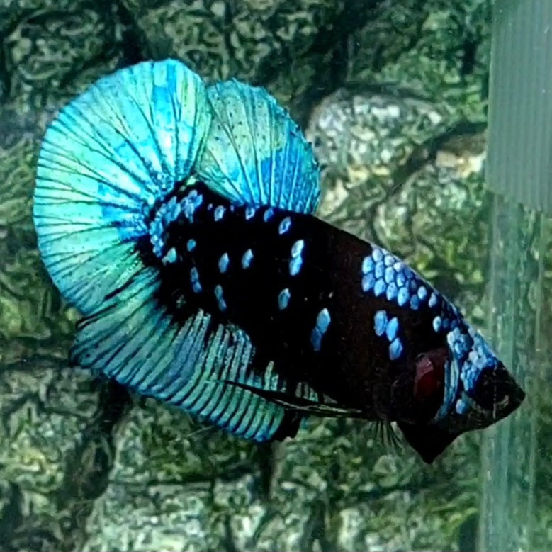 Avatar Gordon Grey HMPK Male