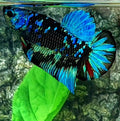 Avatar Gordon HMPK Male