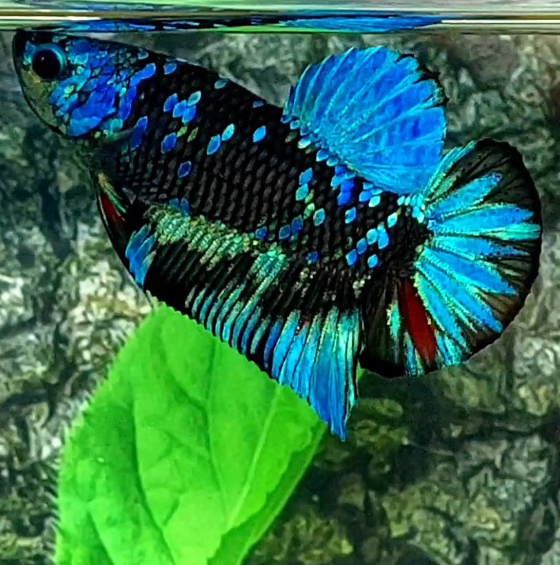 Avatar Gordon HMPK Male