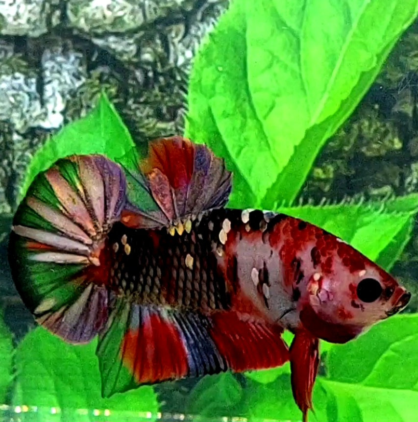 Red Koi Copper Galaxy HMPK Male