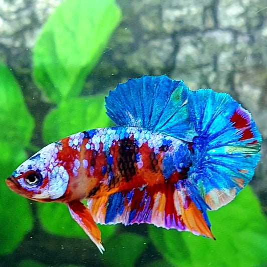 Multicolor Galaxy HMPK Male