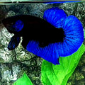 Blue Black Light HMPK Male