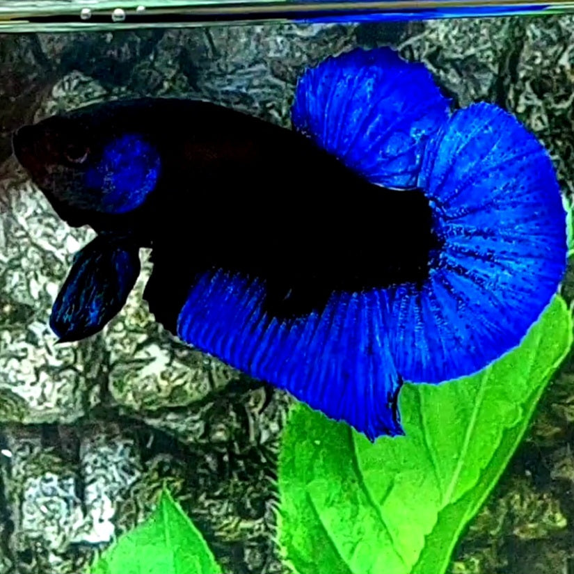 Blue Black Light HMPK Male