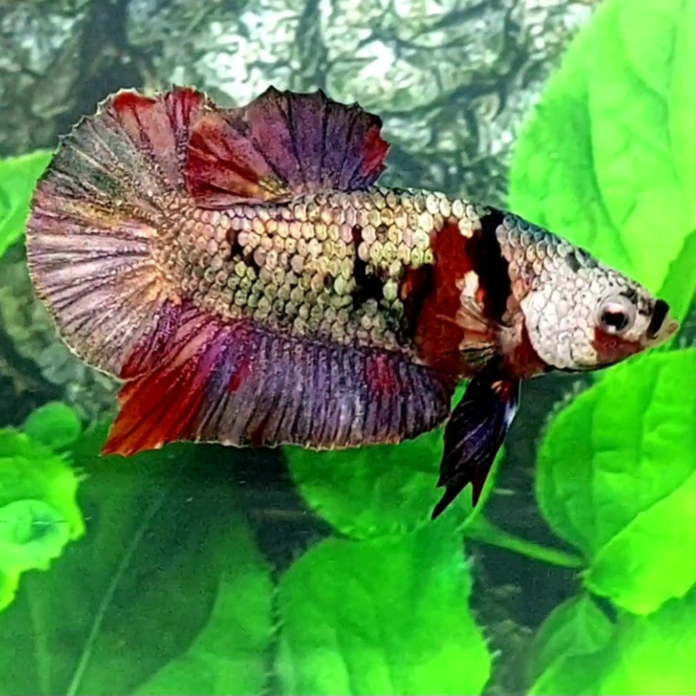 Red Copper Purple HMPK Male