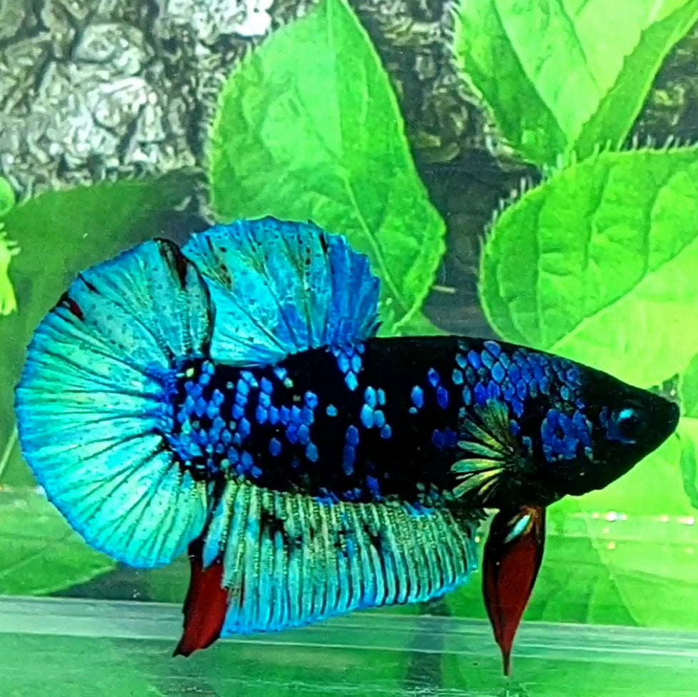Avatar Gordon HMPK Male