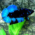Avatar Gordon HMPK Male