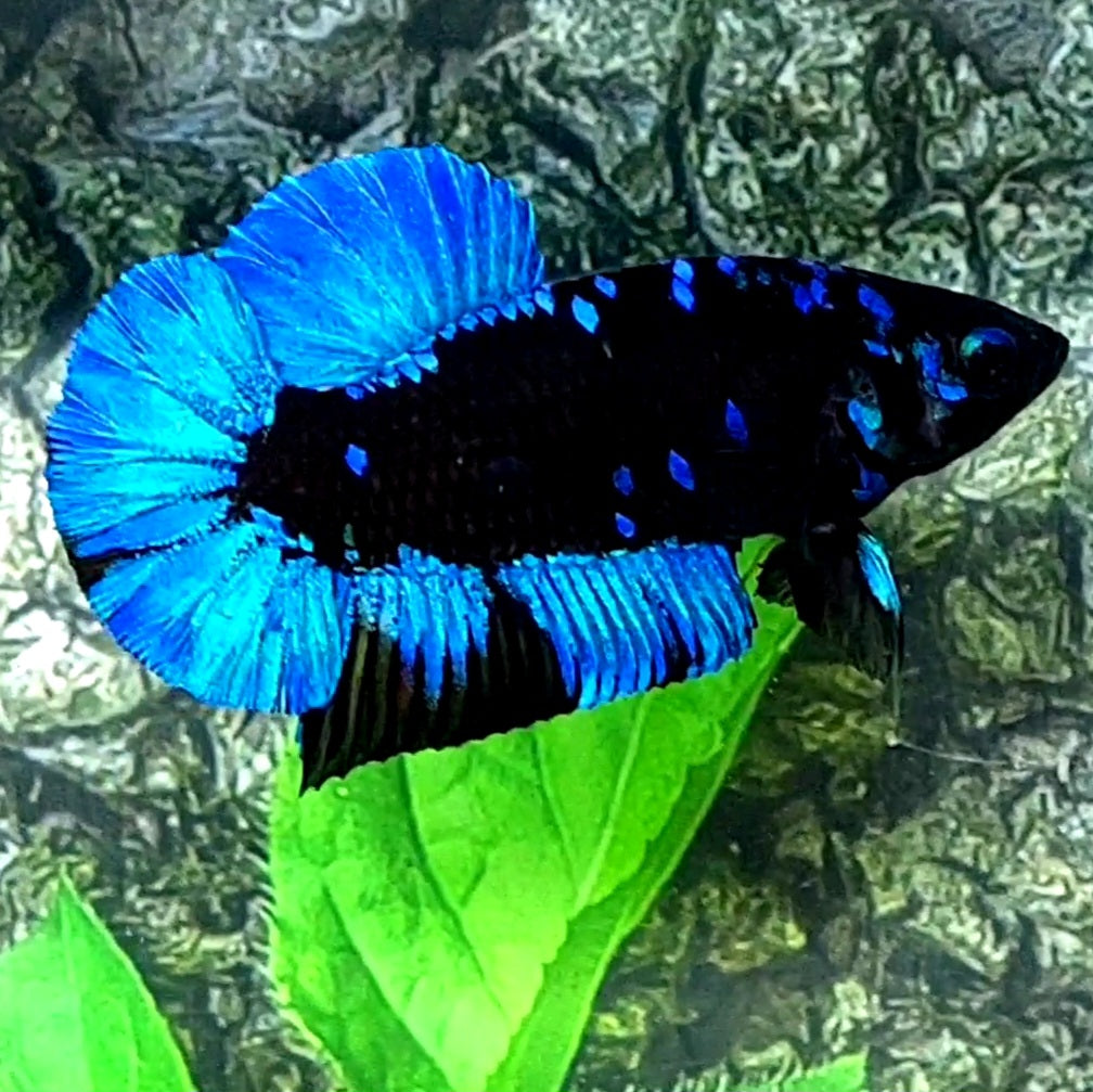 Avatar Gordon HMPK Male