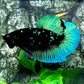 Black Star Green HMPK Male