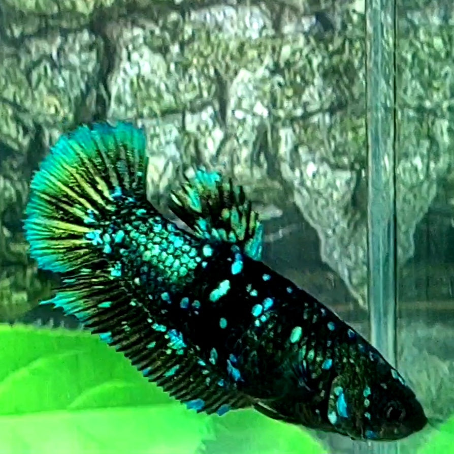 Black Green Star Nebula HMPK Female For Sorority Tank/Breed