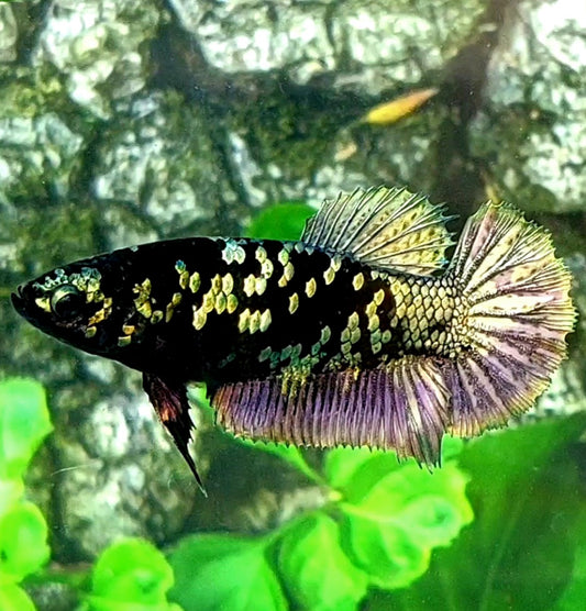 Black Star Copper Purple HMPK Female For Sorority Tank/Breed