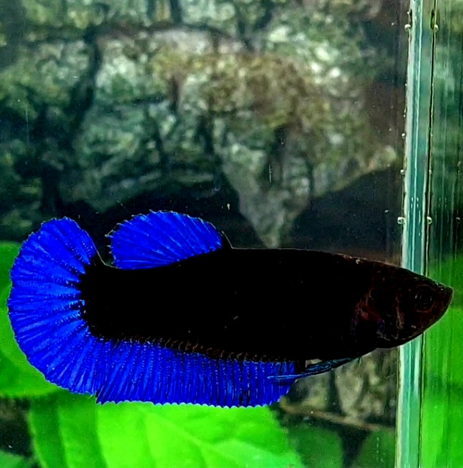 Blue Black Light HMPK Female For Sorority Tank/Breed